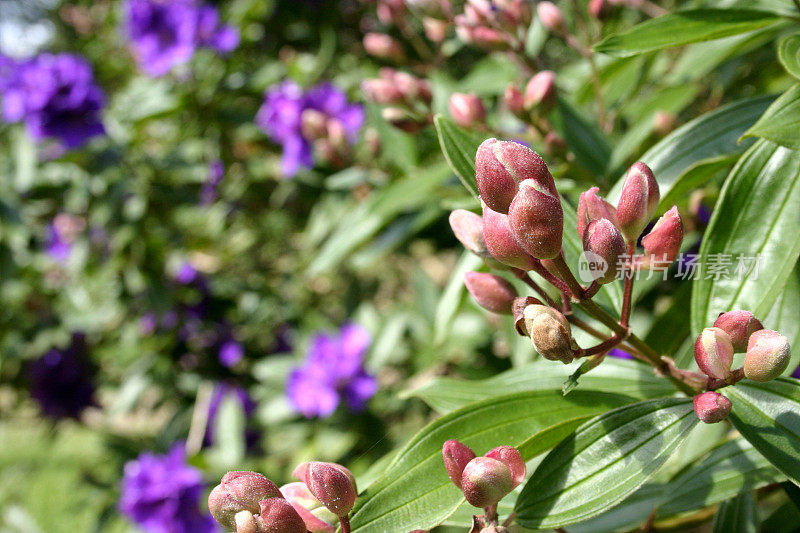 Tibouchina lepidota 'Alstonville'树上的花蕾